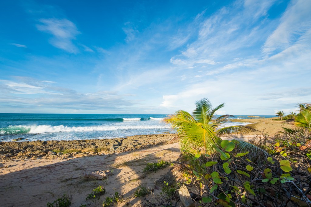 Beautiful tropical beach with low palm trees under blue sky.